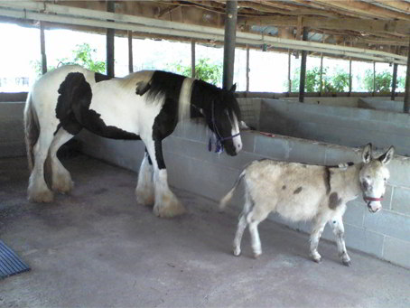 Gypsy Donkey