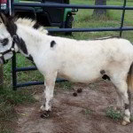 GARDNER’S PISTASHIO P Miniature Donkeys for Sale Georgia