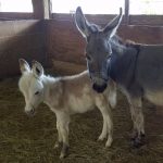 Two Miniature Donkeys Standing Together