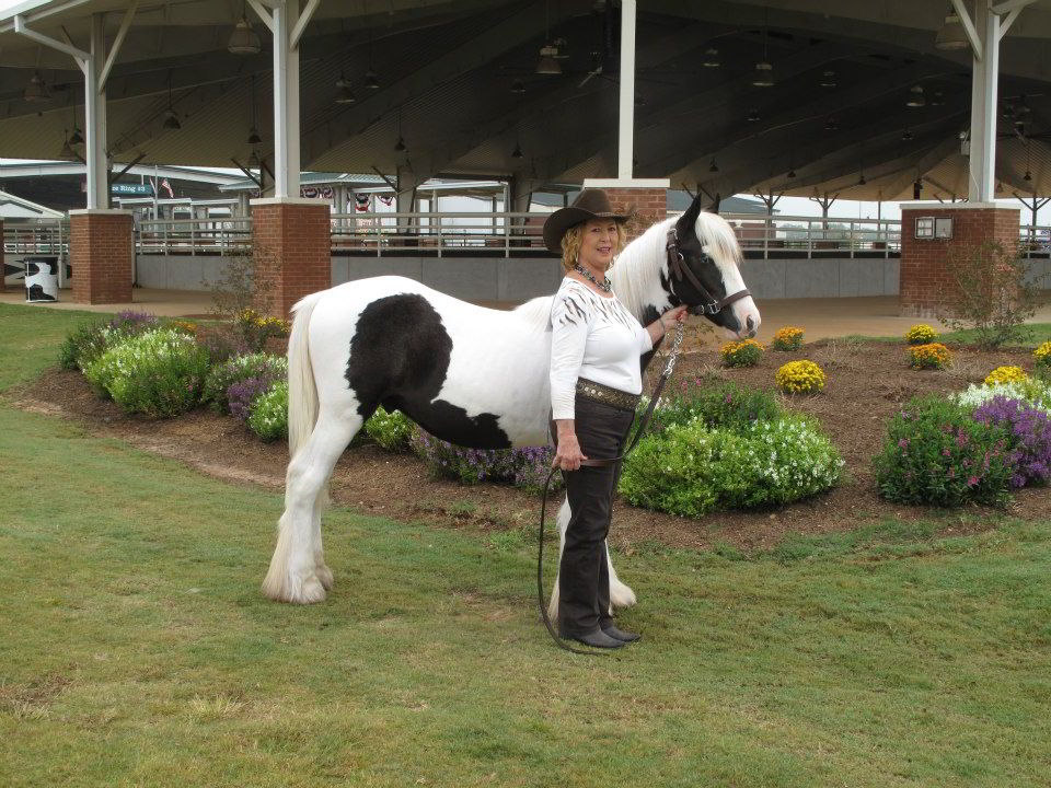 Gypsy Vanner Horses Mini Horse Breeders Miniature Donkeys for Sale