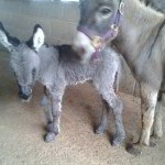 Baby Miniature Grey Donkey