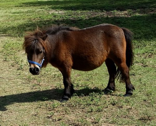 What Do Miniature Horses Eat Lewis Mill Ranch,Octopus Cooking And Eating