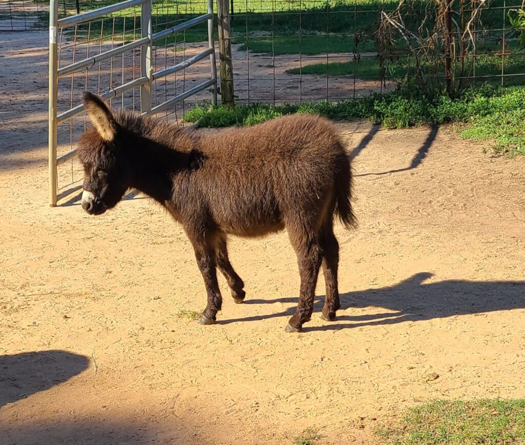 THIS IS MINIATURE DONKEY JENNET FOAL NAMED: Lady Bo